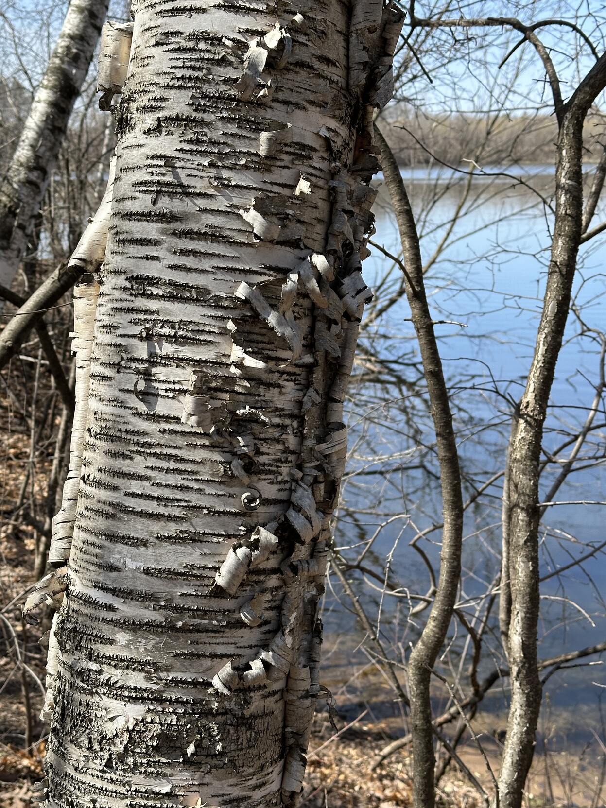 Birch tree with peeling bark on the shore of La Lake in Woodbury, Minnesota