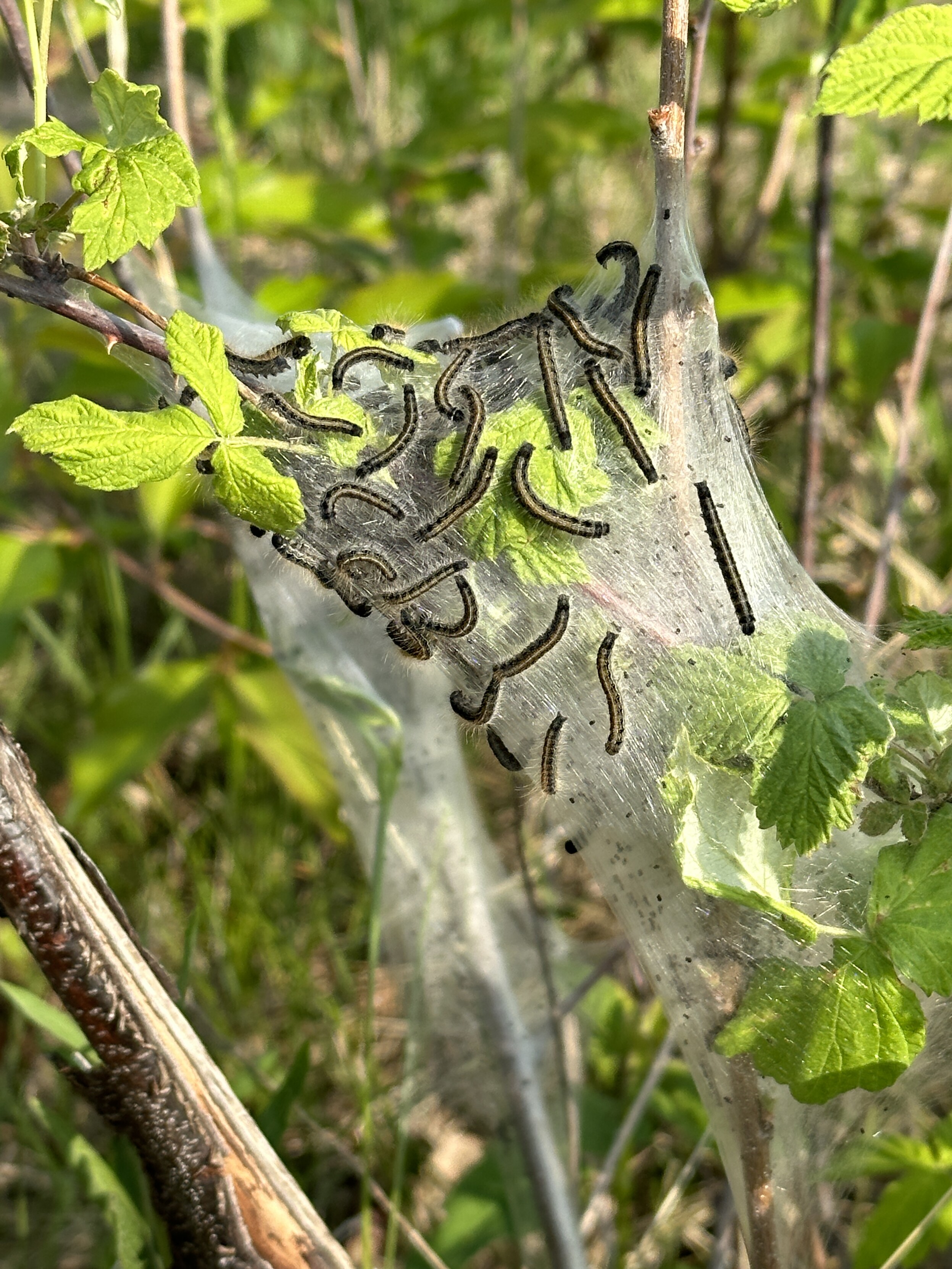 Giant web/cocoon thing covered in what might be cabbage moth caterpillars?