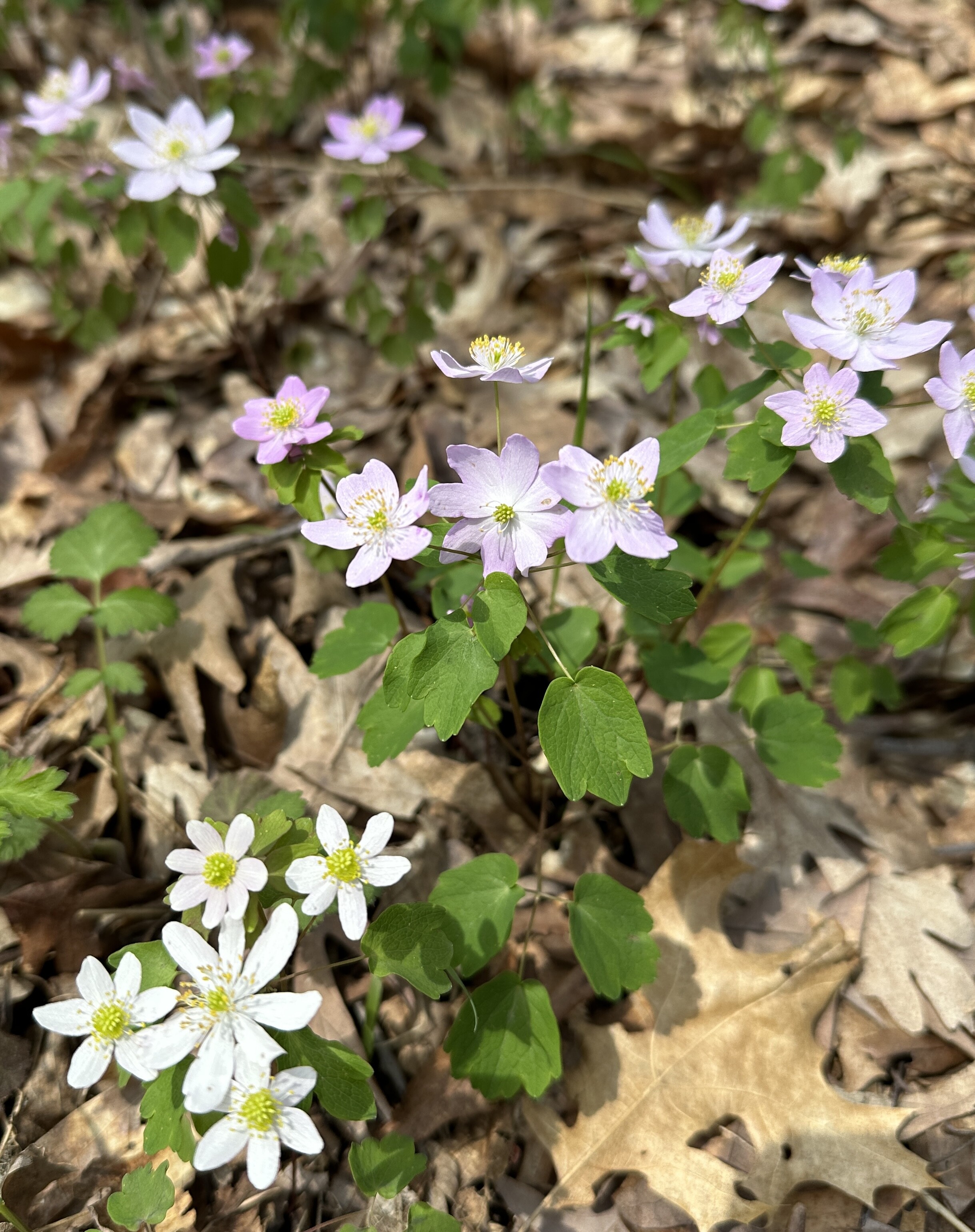 rue-anemone flowers blooming through a bed of brown leaves from last fall in La Lake Park, Woodbury