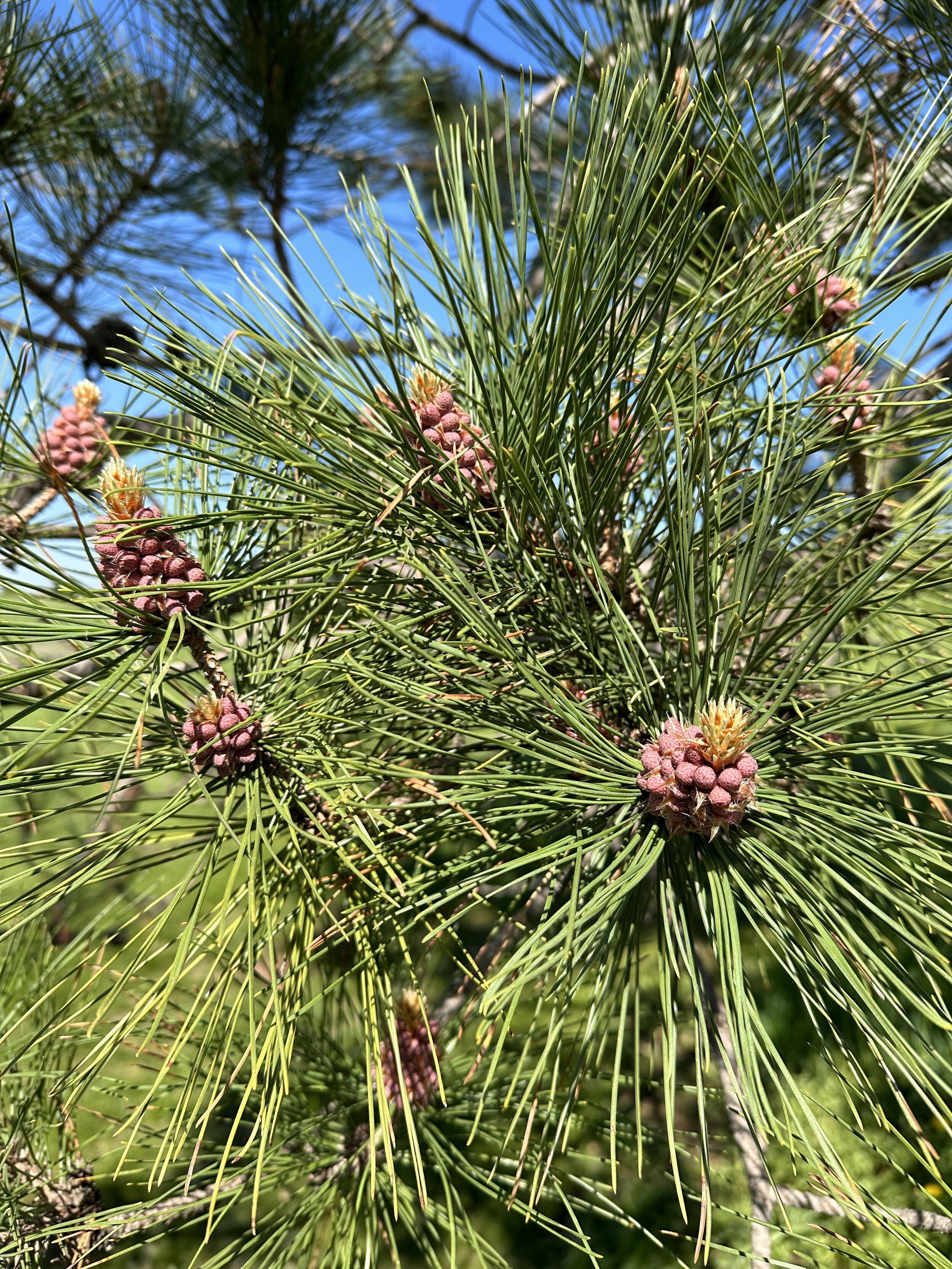 Pine tree close-up with a bunch of baby pinecones starting to form