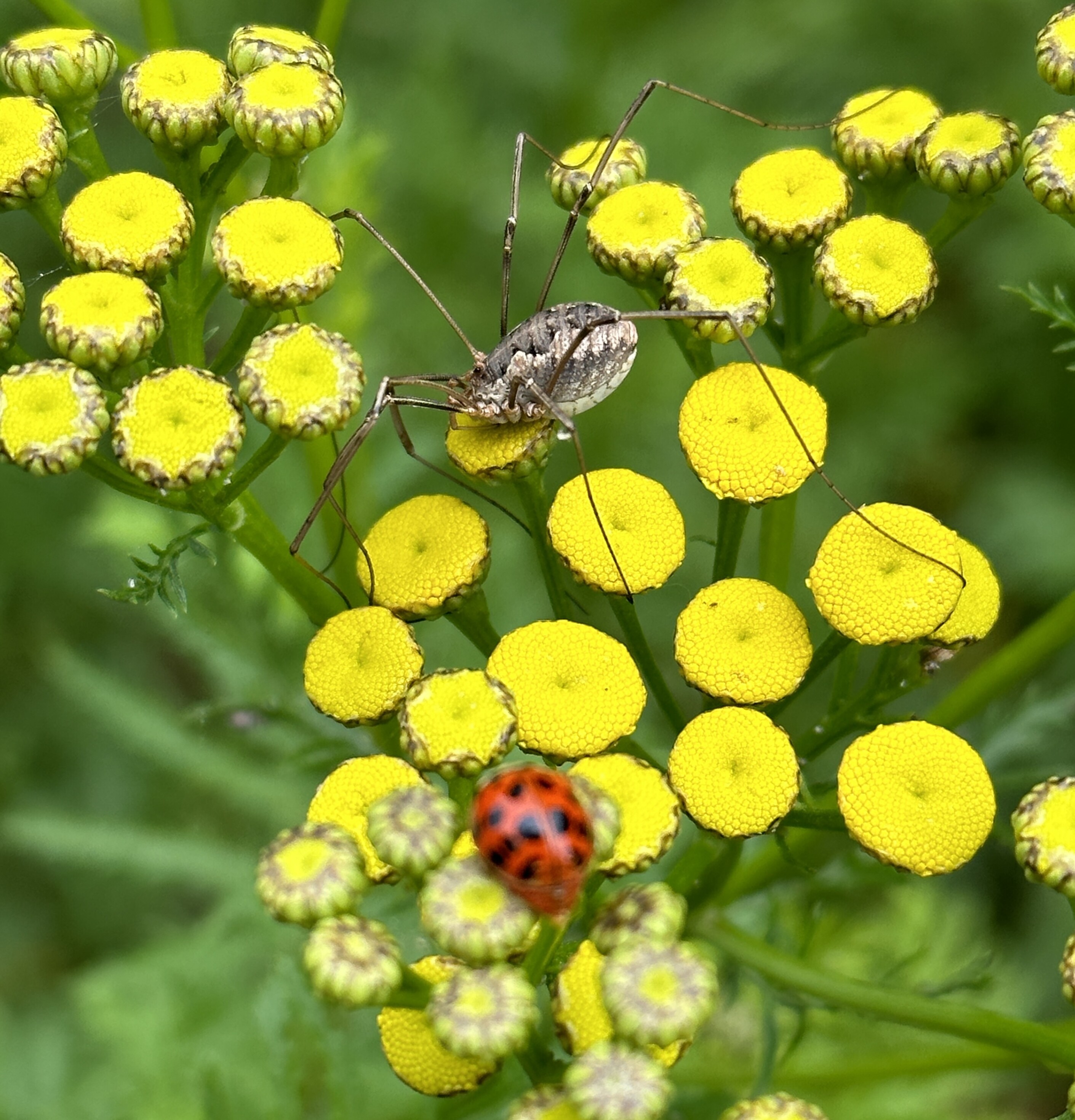 Spider and lady bug drama on top of a sea of small yellow flower buds