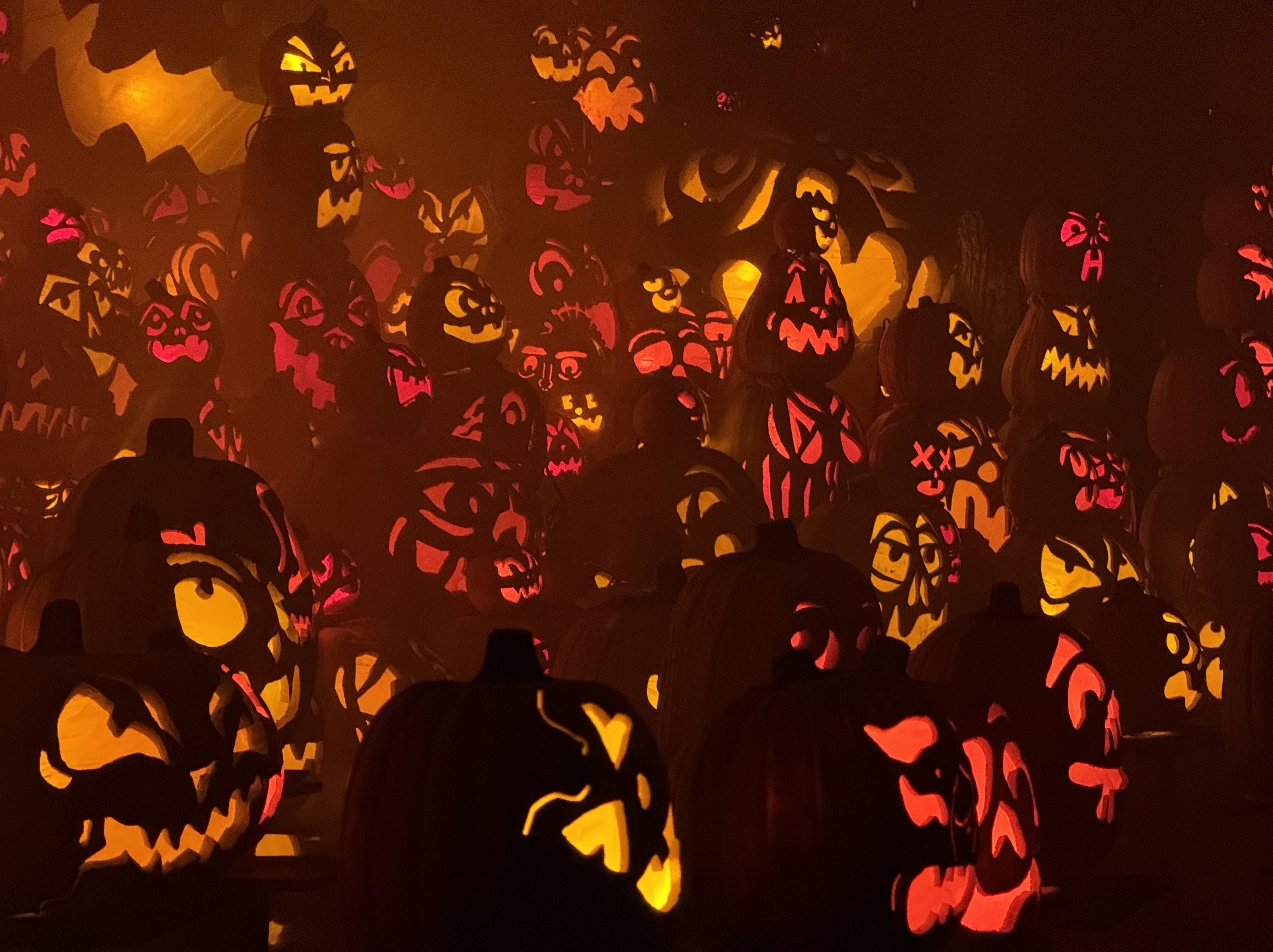 A whole bunch of carved pumpkins on the foggy trail at the Minnesota Zoo bathed in an orange glow