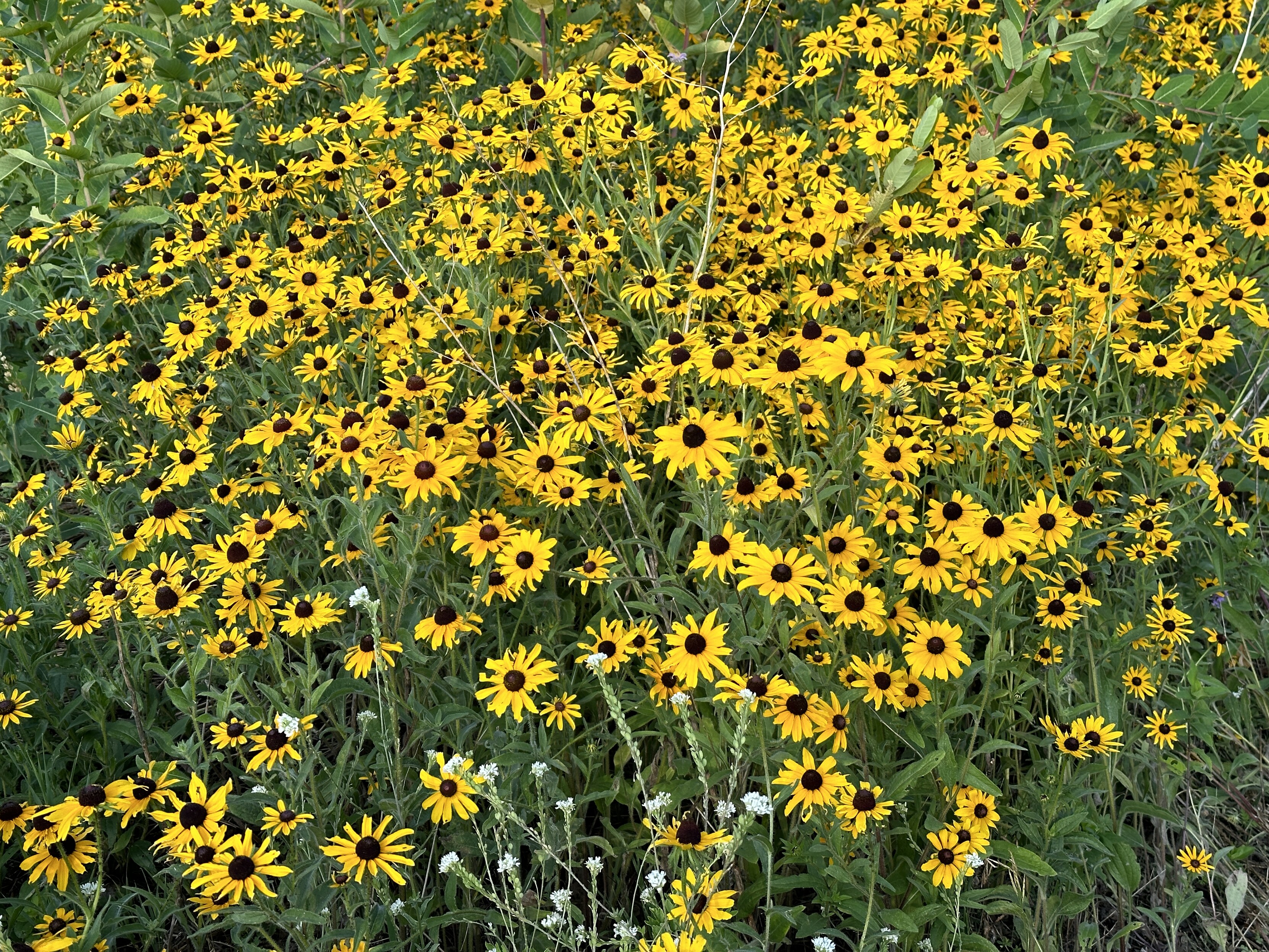 A picture full of blooming black-eyed Susan flowers near the Mississippi River in Minnesota