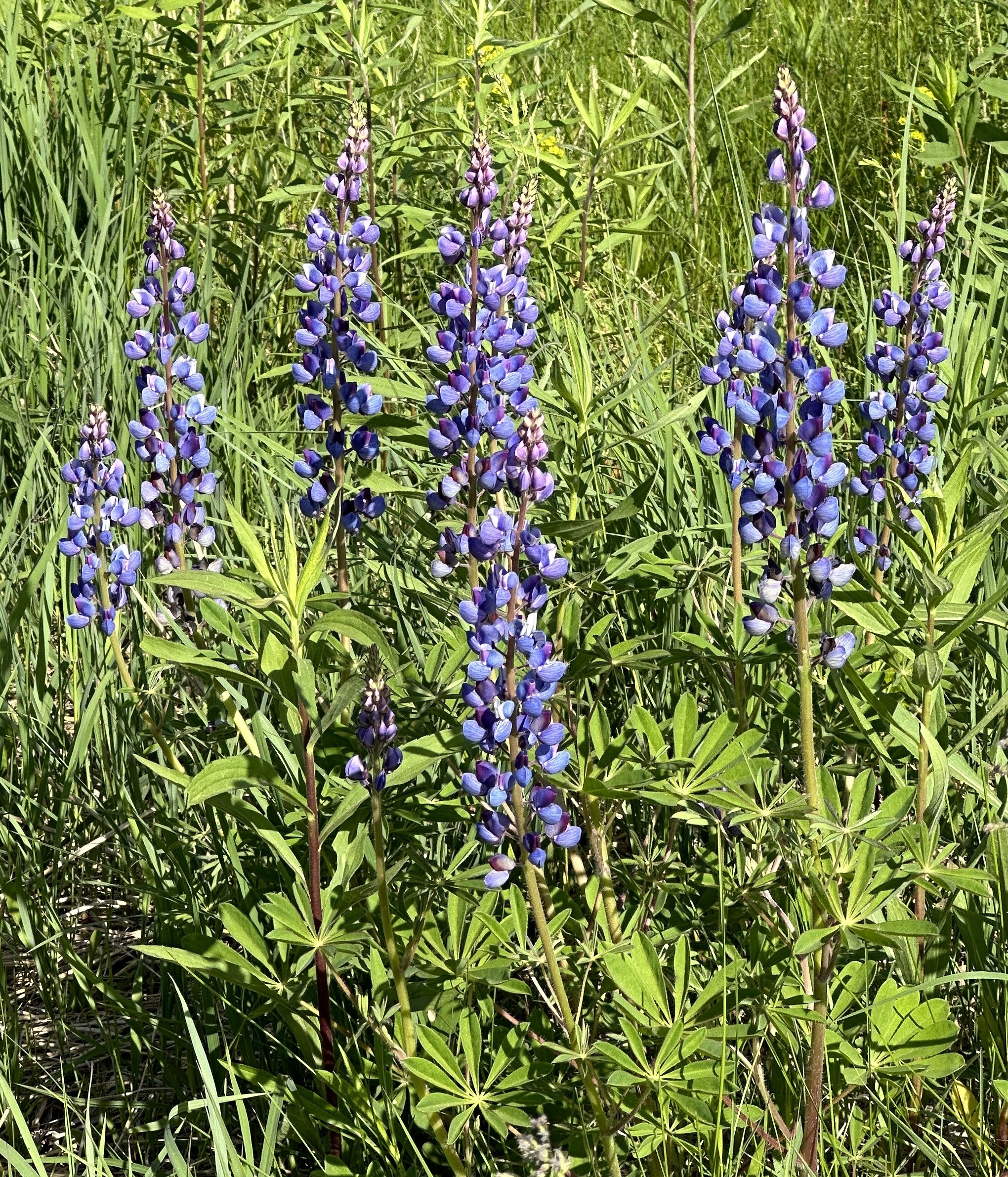 Purple lupine blooms in a sea of green grass and other prairie plants