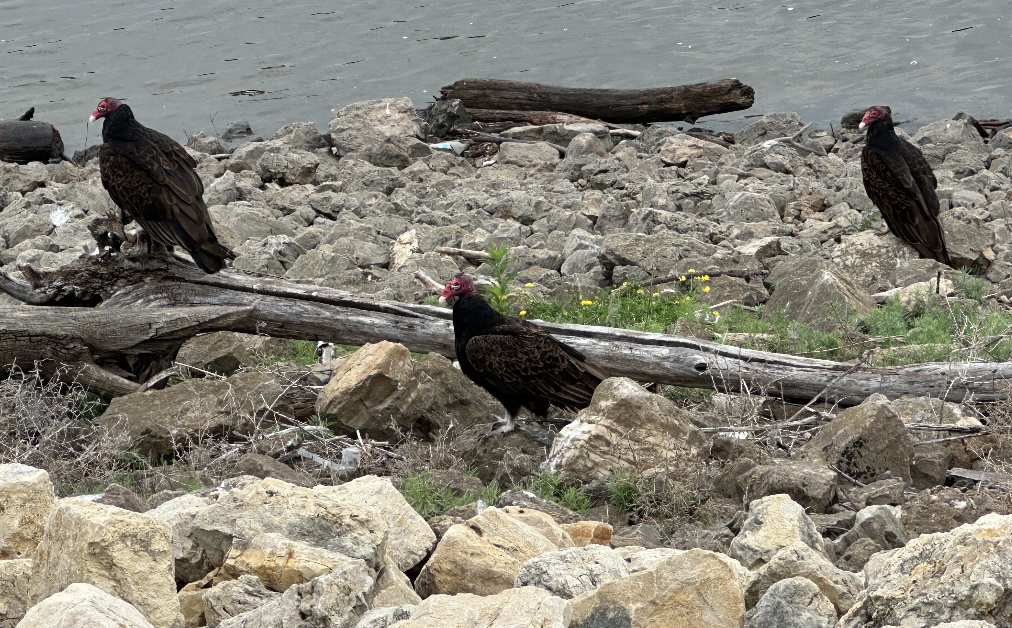 Three turkey vultures on the stony shore of the Mississippi River in South Saint Paul, Minnesota